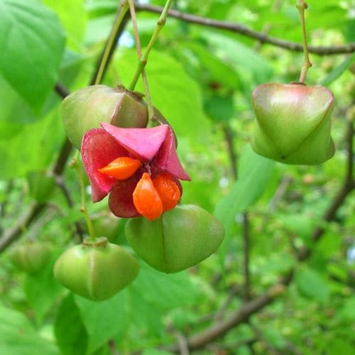  Euonymus Latifolius