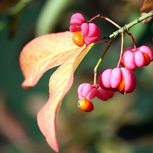  Euonymus Latifolius