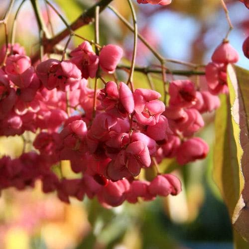  Euonymus Latifolius