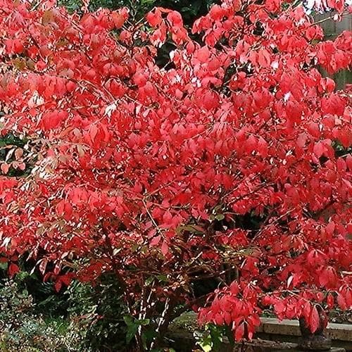  Euonymus Alatus