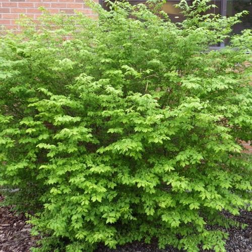  Euonymus Alatus