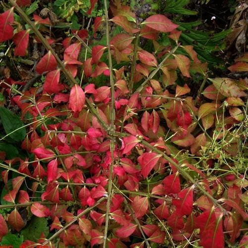  Euonymus Alatus