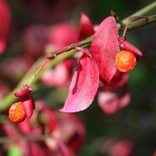  Euonymus Alatus
