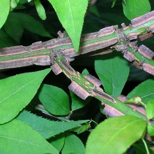  Euonymus Alatus