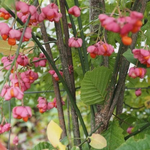  Euonymus Europaeus Scarlet Wonder