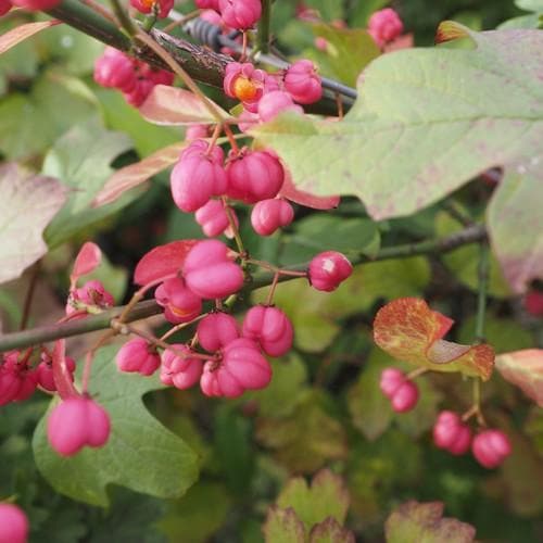  Euonymus Europaeus Scarlet Wonder