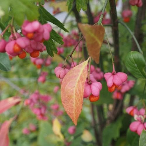  Euonymus Europaeus Scarlet Wonder