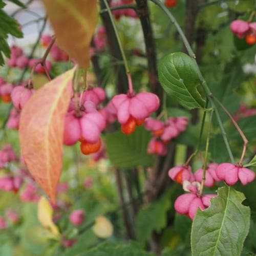  Euonymus Europaeus Scarlet Wonder