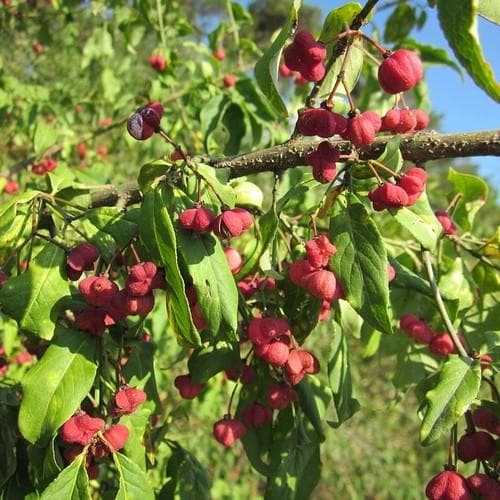  Euonymus Europaeus Scarlet Wonder