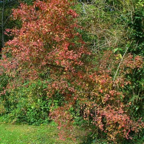  Euonymus Europaeus Scarlet Wonder