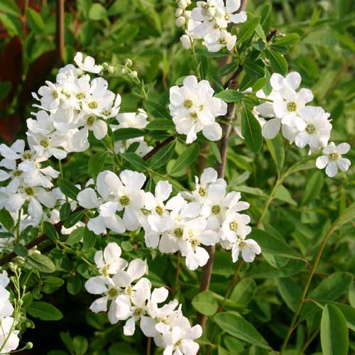  Exochorda Macrantha The Bride