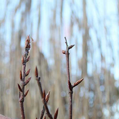  Fagus Sylvatica Black Swan
