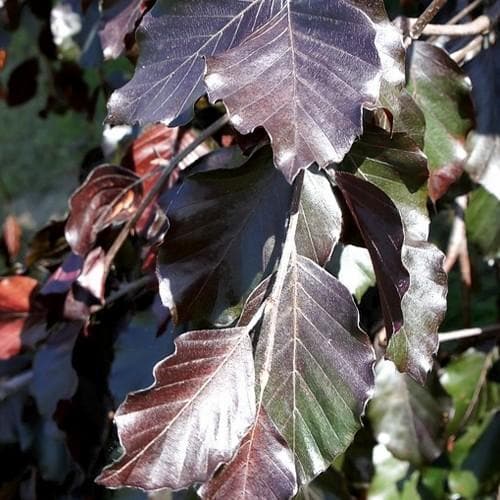  Fagus Sylvatica Black Swan