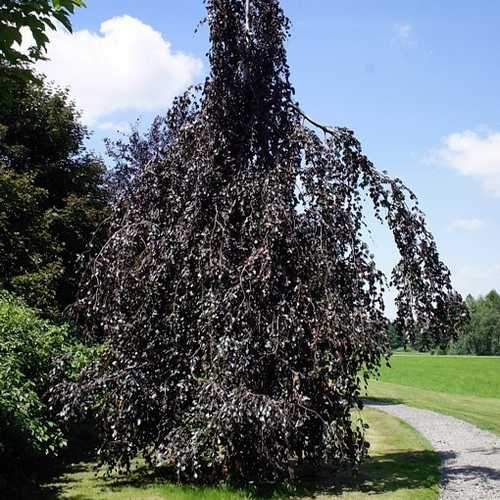  Fagus Sylvatica Black Swan