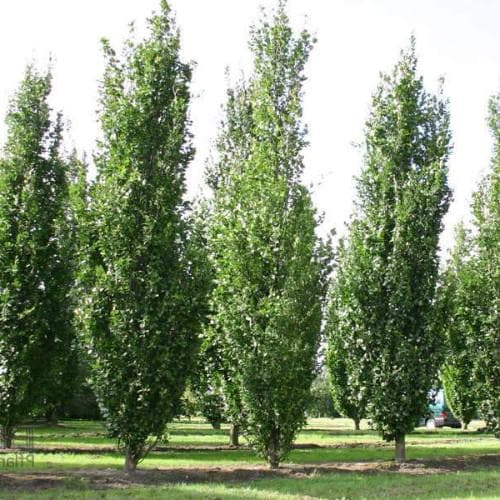  Fagus Sylvatica Dawyck