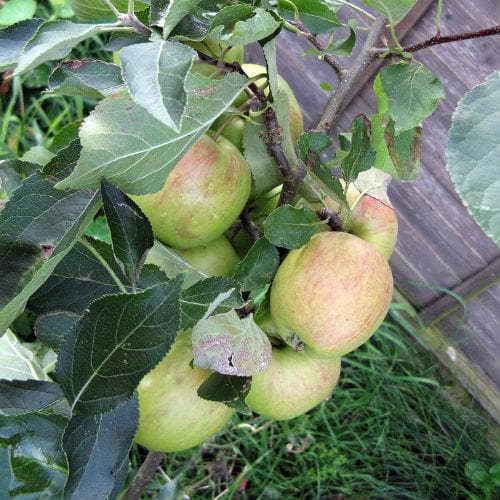  Apple Falstaff
