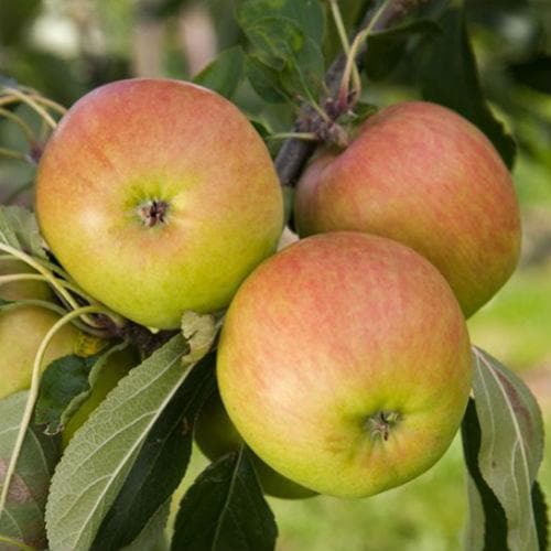  Apple Falstaff