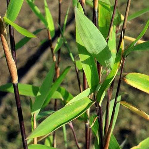  Fargesia Nitida Blackpearl