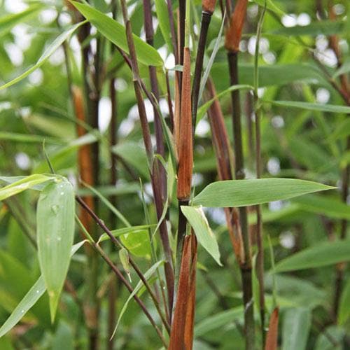  Fargesia Nitida Winter Joy