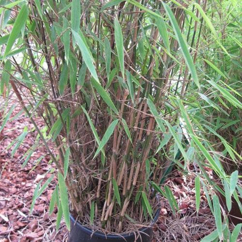  Fargesia Nitida Winter Joy