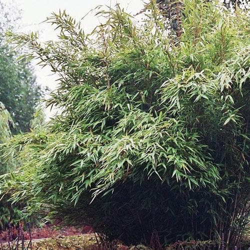  Fargesia Nitida Winter Joy