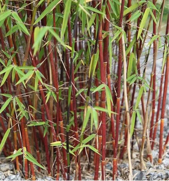  Fargesia Scabrida Asian Wonder