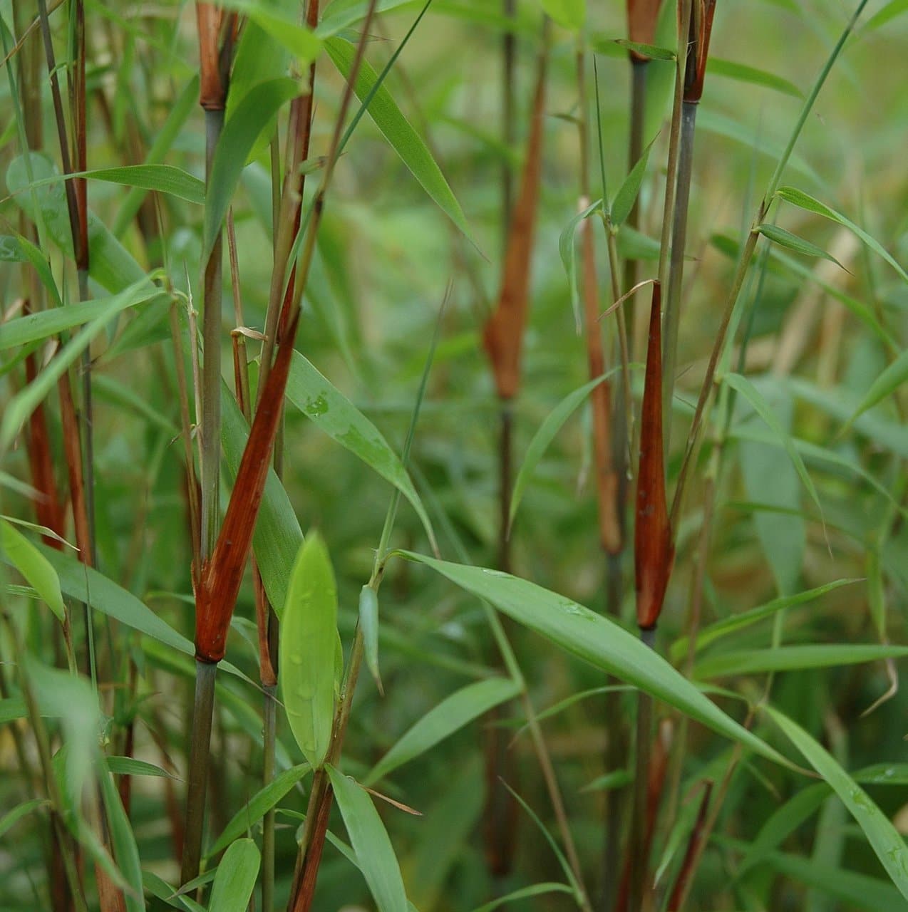  Fargesia Scabrida Asian Wonder