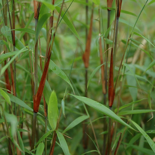  Fargesia Scabrida Asian Wonder