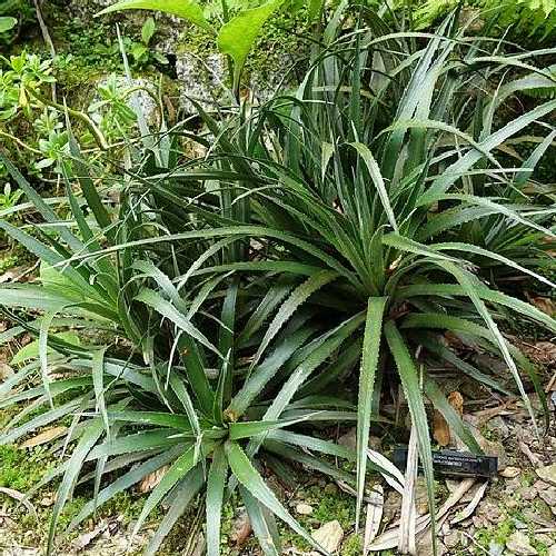  Fascicularia Bicolor