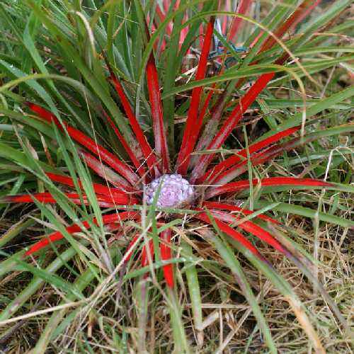  Fascicularia Bicolor