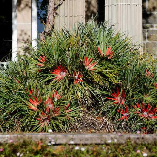  Fascicularia Bicolor