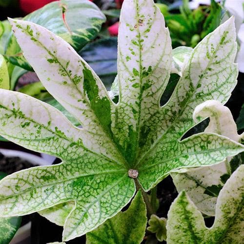  Fatsia Japonica Spider's Web