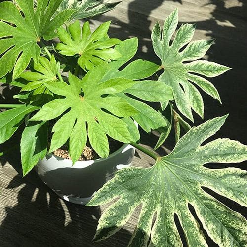  Fatsia Japonica Spider's Web