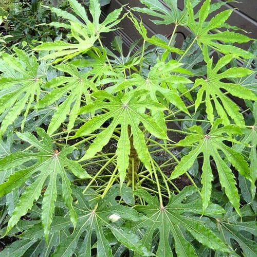  Fatsia Polycarpa Green Fingers