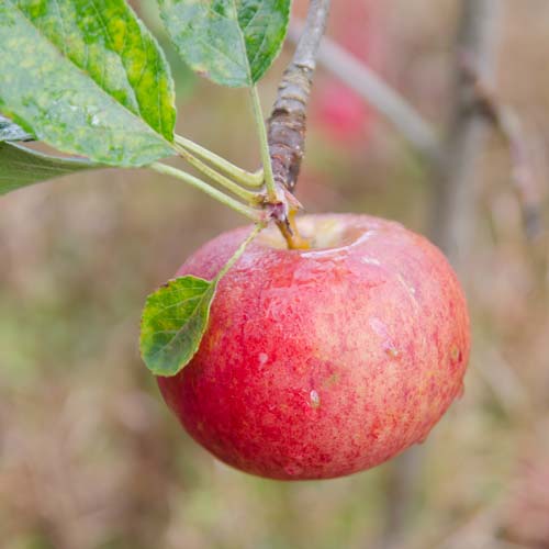  Apple Fiesta