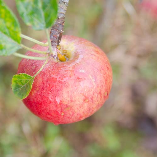  Apple Fiesta