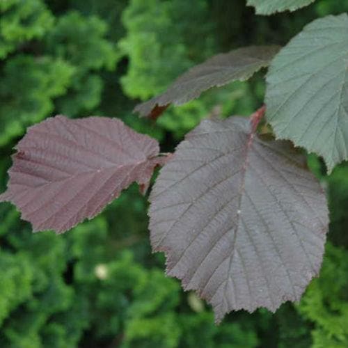  Filbert - Corylus Maxima Purpurea