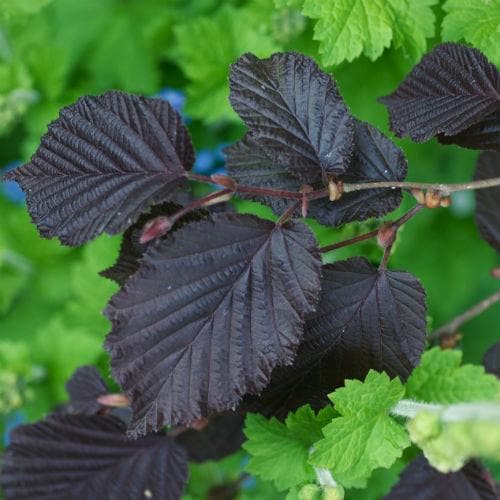  Filbert - Corylus Maxima Purpurea