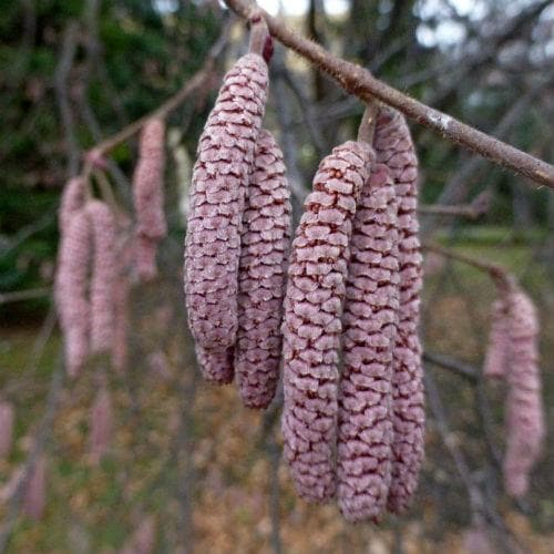  Filbert - Corylus Maxima Purpurea