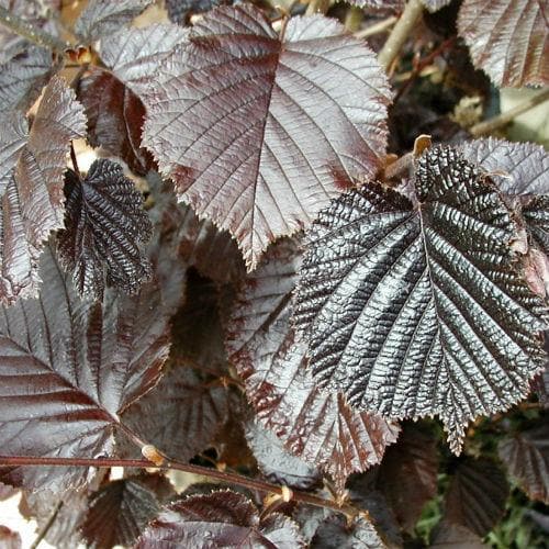  Filbert - Corylus Maxima Purpurea
