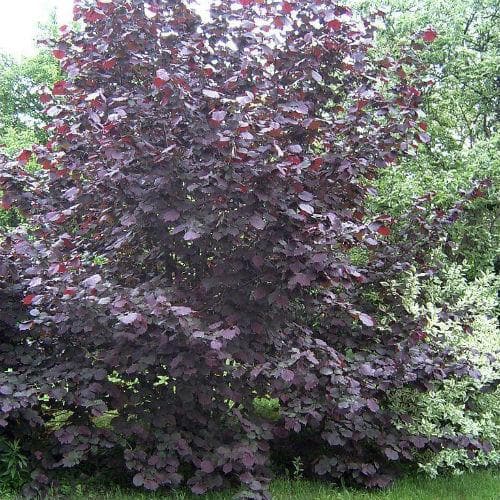  Filbert - Corylus Maxima Purpurea