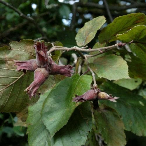  Filbert - Corylus Maxima Purpurea