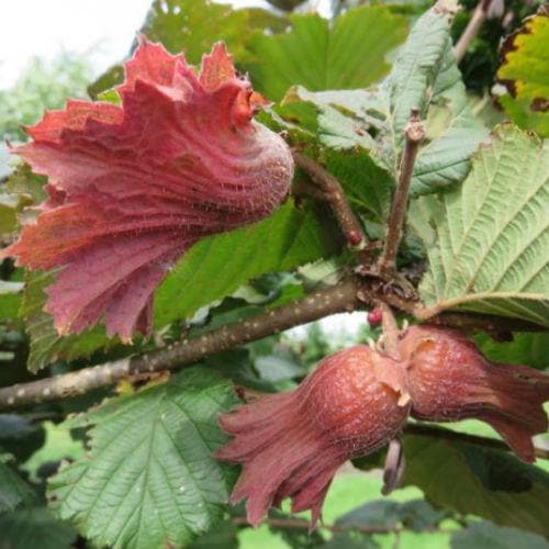  Filbert - Corylus Maxima Red Filbert