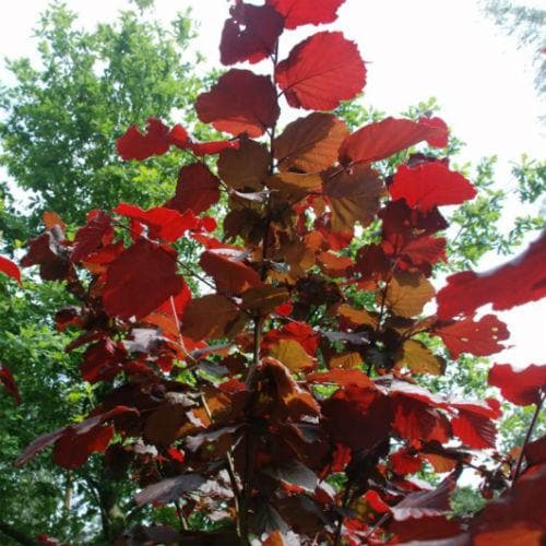  Filbert - Corylus Maxima Red Filbert