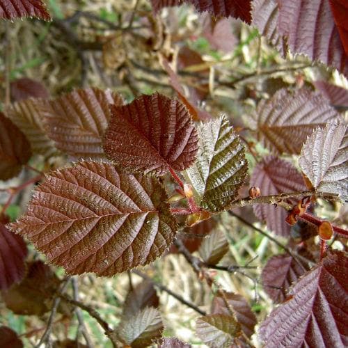  Filbert - Corylus Maxima Red Filbert