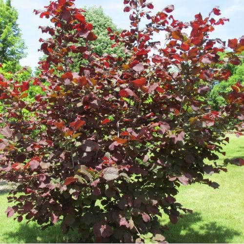  Filbert - Corylus Maxima Red Filbert