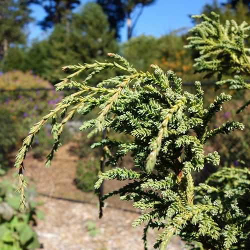  Fitzroya Cupressoides