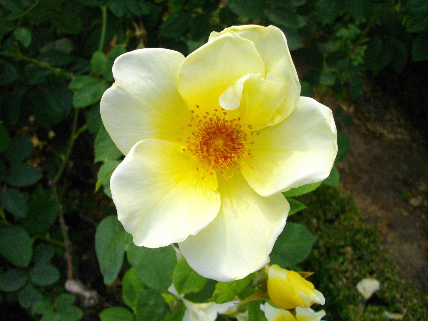  Rosa Worcestershire