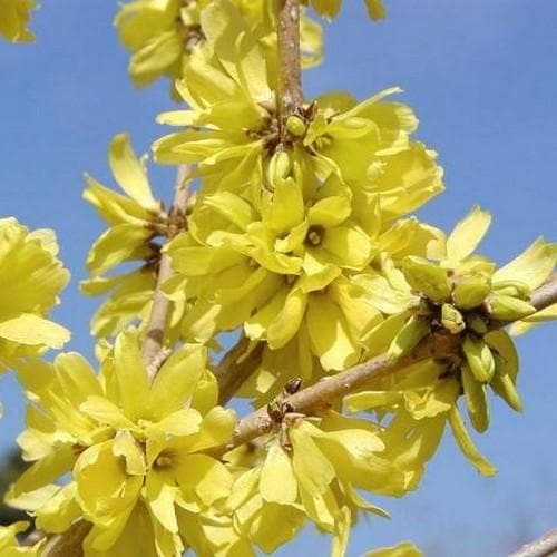  Forsythia Mandschurica