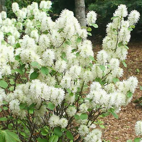  Fothergilla Intermedia Mount Airy